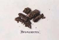 藏品(平錦苔)的圖片